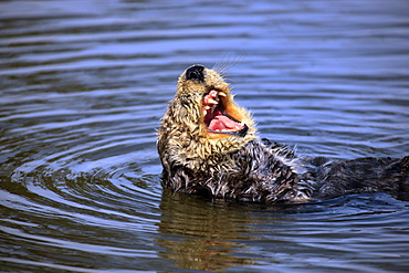 Sea otter (Enhydra lutris), adult, female, in the water, yawning, Monterey, California, USA