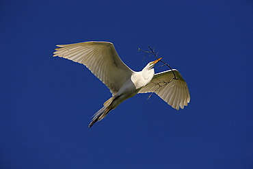 Great Egret (Egretta alba), adult, in flight with nesting material against blue sky, Florida, USA