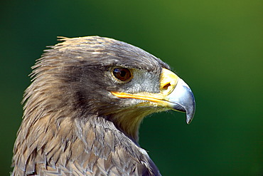 Steppe Eagle (Aquila nipalensis), adult, portrait