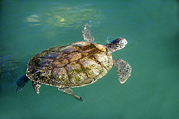 Green Sea Turtle (Chelonia mydas), adult swimming in the water, Cayman Islands, Grand Cayman, Caribbean