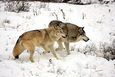 Wolves (Canis lupus), pair, foraging for food, snow, Montana, USA, North America