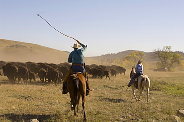 Cowboys pushing herd at Bison Roundup, Custer State Park, Black Hills, South Dakota, USA, America