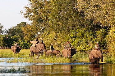 Elephant back safari, Abu Camp, Okavango Delta, Botswana, Africa