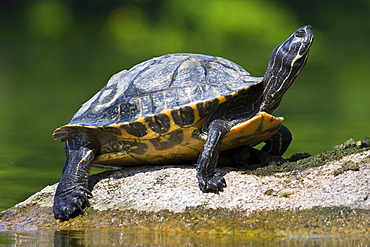 Turtle (Testudinata), Stellbergsee, Soehre, Kassel, North Hesse, Hesse, Germany, Europe