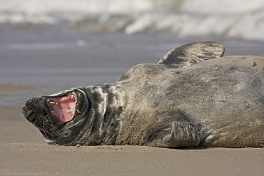 Grey Seal (Halichoerus grypus), on the beach of the island of Heligoland, Helgoland, Schleswig-Holstein, Germany, Europe