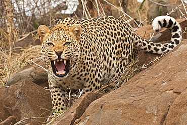 Leopard (Panthera pardus) behind a rock, hissing, Tshukudu Game Lodge, Hoedspruit, Greater Kruger National Park, Limpopo Province, South Africa