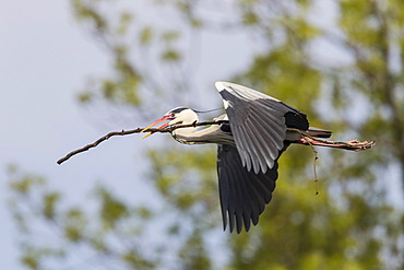 Grey Heron (Ardea cinerea), in flight, Goettingen, Lower Saxony, Germany, Europe