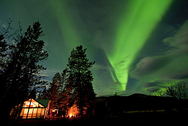 Illuminated wall tent, cabin, green northern polar lights, Aurora borealis, spruce trees, near Whitehorse, Yukon Territory, Canada