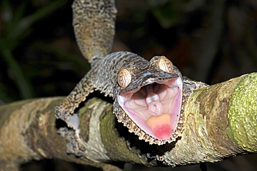 Leaf Tailed gecko (Uroplatus fimbriatus) in the rain forests in the east of Madagascar, Africa, Indian Ocean