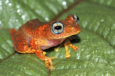 Skeleton frog (Boophis sp.) in the rain forests of Andasibe in eastern Madagascar, Africa, Indian Ocean