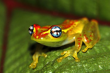 Skeleton frog (Boophis sp.) in the rain forests of Andasibe in eastern Madagascar, Africa, Indian Ocean