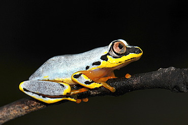 Reed frog (Heterixalus sp.) in the woods to the east of Madagascar, Africa, Indian Ocean