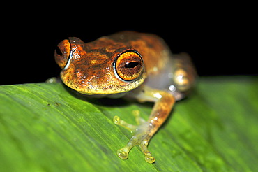 Skeleton frog (Boophis sp.) in the rainforests of Marojejy, Madagascar, Africa, Indian Ocean