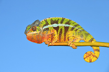 Panther chameleon (Furcifer pardalis) in the northwest of Madagascar, Africa, Indian Ocean