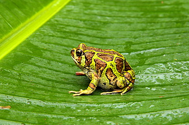 Madagascar frog species (Paradoxophyla palmata), rain forests of Andasibe, Madagascar, Africa, Indian Ocean