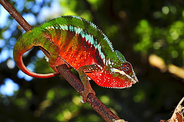 Panther chameleon (Furcifer pardalis) in the rain forests of the Masoala National Park in northeastern Madagascar, Africa, Indian Ocean