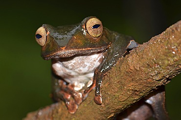 Nocturnal poison frog, skeleton frog (Boophis sp.), in the rain forests of northern Madagascar, Africa