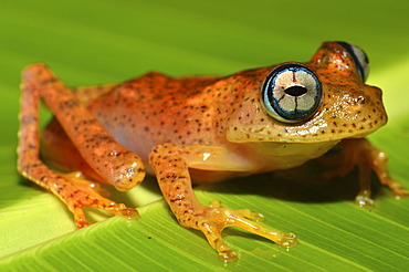 Nocturnal poison frog, skeleton frog (Boophis pyrrus), in the rain forests of eastern Madagascar, Africa