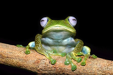 Nocturnal poison frog, skeleton frog (Boophis sp.), in the rain forests of northern Madagascar, Africa