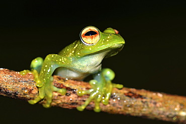 Nocturnal poison frog, skeleton frog (Boophis sp.), in the rain forests of northern Madagascar, Africa