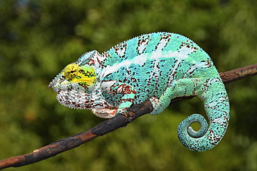 Panther Chameleon (Furcifer pardalis) in northwestern Madagascar, Africa