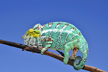 Panther Chameleon (Furcifer pardalis) on the island of Nosy Faly in northwestern Madagascar, Africa