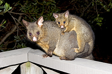 Opossum (Didelphis) carrying a young animal on its back, Tasmania, Australia