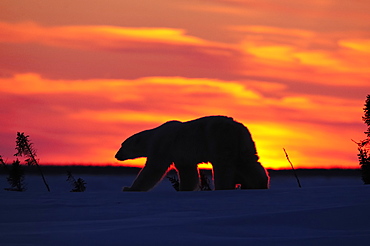 Polar bear sow (Ursus maritimus) with a cub walking in the sunset, Wapusk National Park, Hudson Bay, Manitoba, Canada