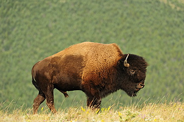 Bison (Bison bison) in the prairie near the Waterton Lakes National Park, Alberta, Canada