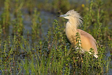 Squacco Heron (Ardeola ralloides)