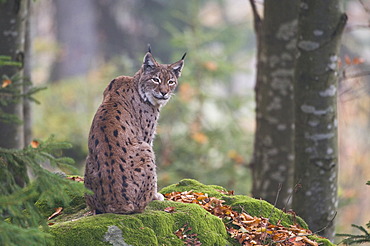 Lynx (Felis lynx)