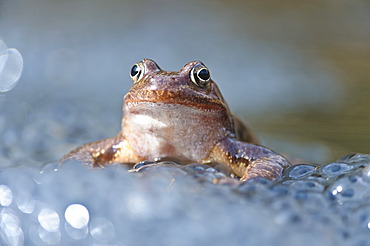 Common frog (Rana temporaria), spawn, Kalkalpen, Limestone Alps National Park, Upper Austria, Austria, Europe