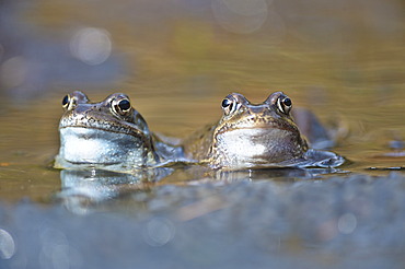 Common frogs (Rana temporaria), Kalkalpen, Limestone Alps National Park, Upper Austria, Austria, Europe