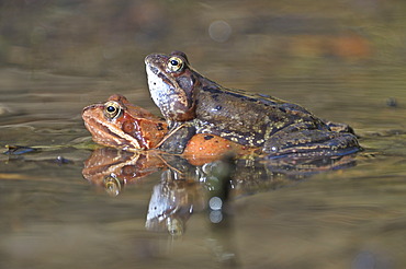 Common frogs (Rana temporaria), mating, Kalkalpen, Limestone Alps National Park, Upper Austria, Austria, Europe