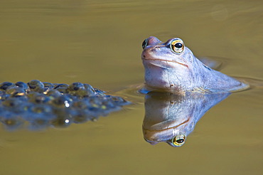 Moor frog (Rana arvalis), spawn, Kalkalpen National Park, Limestone Alps, Upper Austria, Europe