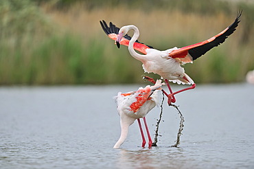 Greater Flamingos (Phoenicopterus ruber), Camargue, France, Europe