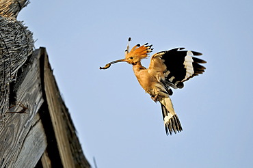 Hoopoe (Upupa epops), Styria, Austria, Europe