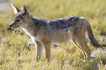 Juvenile Black-backed Jackal (Canis mesomelas) watching somthing in the grass, Ndutu, Ngorongoro, Tanzania, Africa