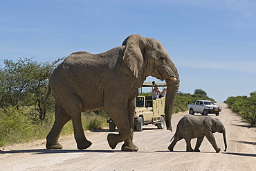 Elephants (Loxodonta africana), bull and young crossing the road in front of tourists on a game drive, Etosha National Park, Namibia, Africa