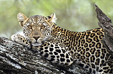 Leopard (Panthera pardus) resting on a tree branch, Ndutu, Ngorongoro Crater, Tanzania, Africa