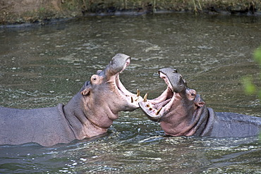 Hippopotamus (Hippopotamus amphibius), measuing their strength in a threat display, Orangi River, Serengeti, Tanzania, Africa