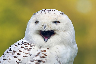 Snowy Owl, Arctic Owl, Great White Owl, Harfang (Bubo scandiacus) (Nyctea scandiaca), calling