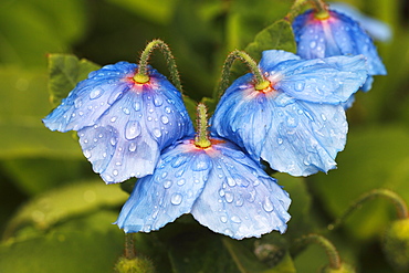 Himalayan blue poppy (Meconopsis betonicifolia), with water droplets, Schleswig-Holstein, Germany, Europe