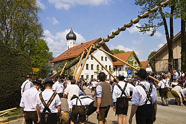 Setting up the traditional maypole in Iffeldorf, Upper Bavaria, Germany, Europe