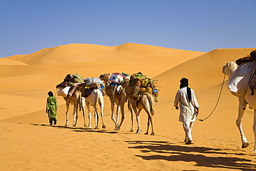 Camel caravan in the Libyan desert, Camels (Camelus dromedarius), Libya, Sahara, North Africa, Africa