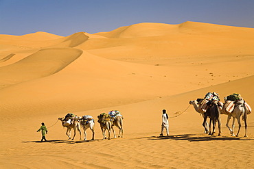 Camel caravan in the Libyan desert, Camels (Camelus dromedarius), Libya, Sahara, North Africa, Africa