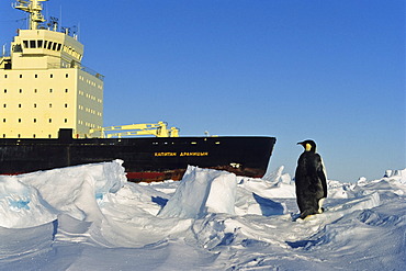 Emperor penguin (Aptenodytes forsteri), and Russian icebreaker, ice shelf, Weddell Sea, Antarctica