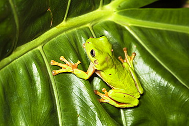 Common Green Tree Frog (Litoria caerulea), rainforest, Iron Range National Park, Cape York Peninsula, northern Queensland, Australia