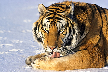 Siberian Tiger (Panthera tigris altaica), in the snow, Siberia Tiger Park, Harbin, China, Asia