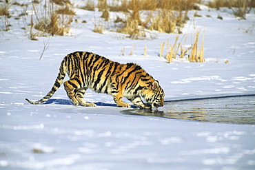 Siberian Tiger (Panthera tigris altaica), in the snow, drinking water, Gamefarm, Rocky Mountains, Colorado, USA